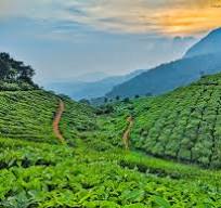 Chai - Coffee Zest online shop