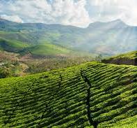 English Breakfast - Coffee Zest online shop