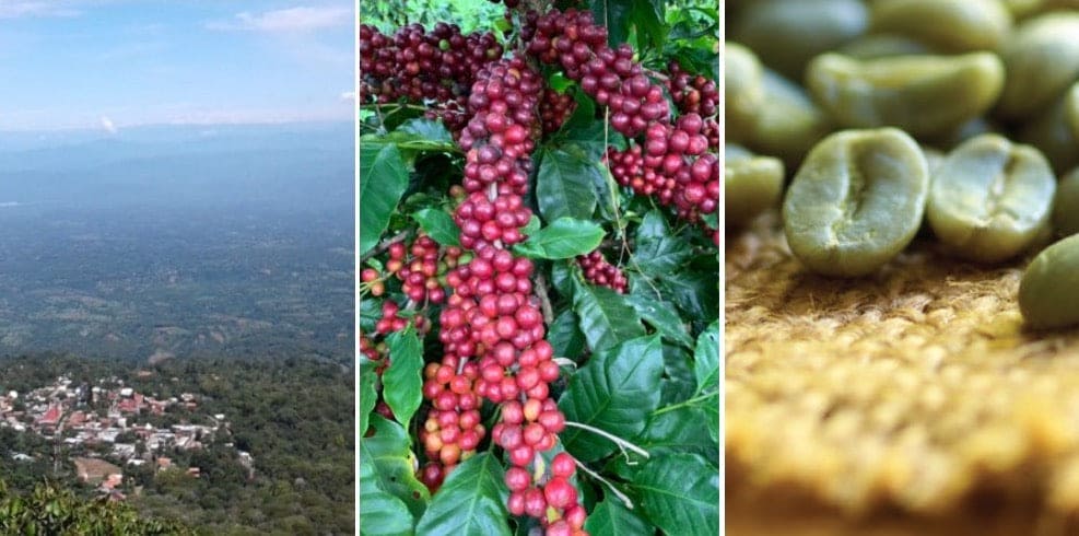 Excellence blend - Coffee Zest online shop