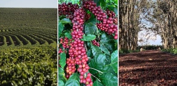 Indonesia Sumatra Lake Toba - Coffee Zest online shop